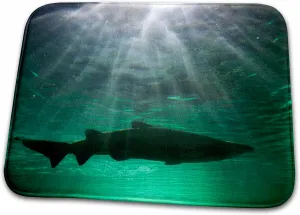 3dRose Bathroom Bath Rug Mat - Australia, NSW, Sydney, Gray Nurse Shark Tank -AU01 PSO0016 - Paul Souders Sharks