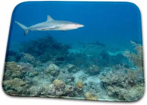 3dRose Bathroom Bath Rug Mat - Bahamas, New Providence Island, Caribbean Reef Sharks-CA05 PSO0058 - Paul Souders Sharks