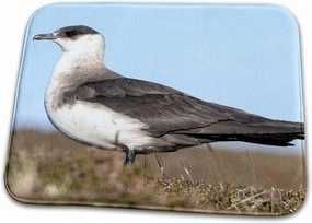 3dRose Arctic Skua or Parasitic Jaeger. Scotland, Shetland Islands - Dish Drying Mats (ddm-249575-1)