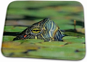 3dRose Bathroom Bath Rug Mat - Red-Eared Slider Turtle, Rio Grande Valley, Texas - US44 RNU0218 - Rolf Nussbaumer Turtles