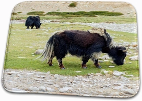 3dRose Jammu and Kashmir, Ladakh, yaks Eating Grass on a... - Bathroom Bath Rug Mats (rug-188115-1)