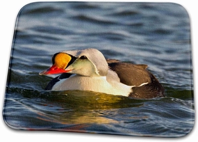 Bathroom Bath Rug Mat - King Eider Duck, Tundra Pond, Alaska, USA - US02 HRO0727 - Hugh Rose Ducks