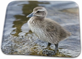 Dish Drying Mat - Eider chick, bird, in pond, Reykjavik, Iceland - EU14 RBE0187 - Ralph H. Bendjebar Birds