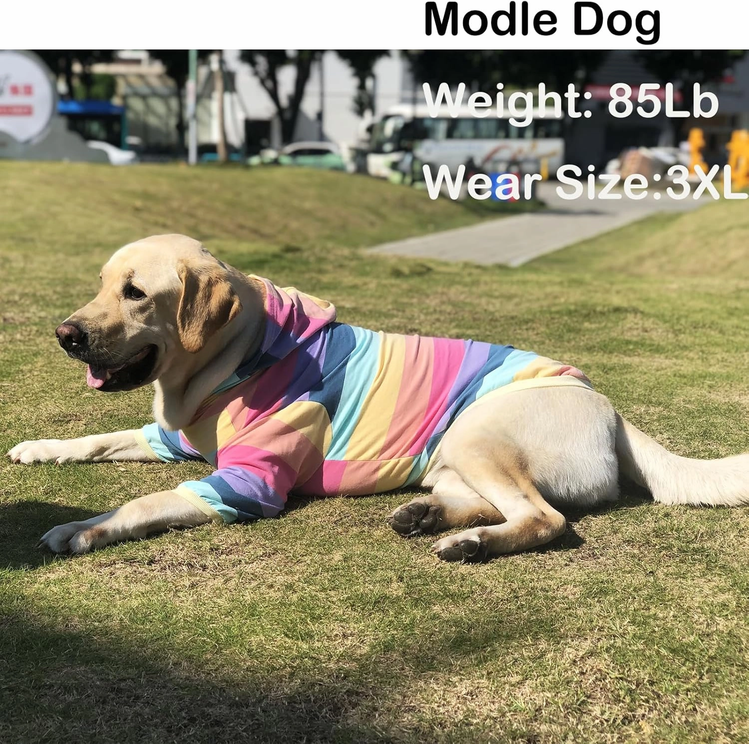 Dog Cotton Hoodie Pullover Sweatshirts Soft and Stretch Pets Clothes Rainbow Stripe Hooded for Large Dogs（Stripe XL）