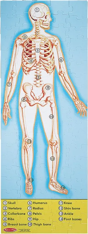 Melissa & Doug Human Anatomy 100pc Floor Puzzle