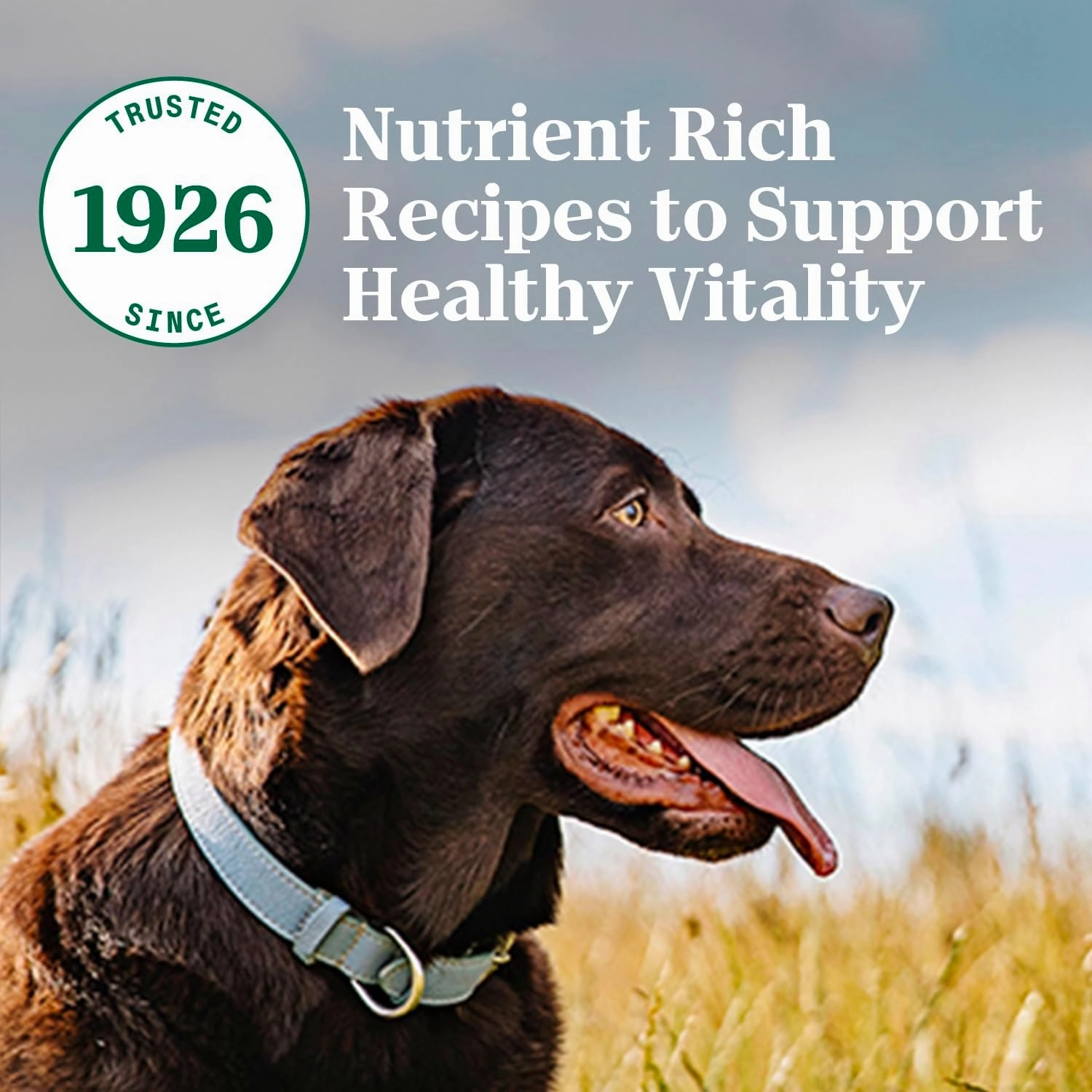 Nutro Natural Choice Adult Dry Dog Food, Lamb and Brown Rice Recipe, 12 lbs.