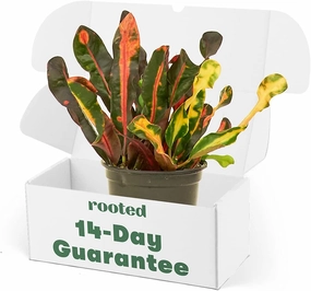 Rooted Croton 'Mammy', Codiaeum Variegatum 'Mammy', Live, Live Indoor, Home Decor, Easy to Grow, Easy to Care, Outdoor Garden and Low Maintenance Houseplant, 4 inch Pot