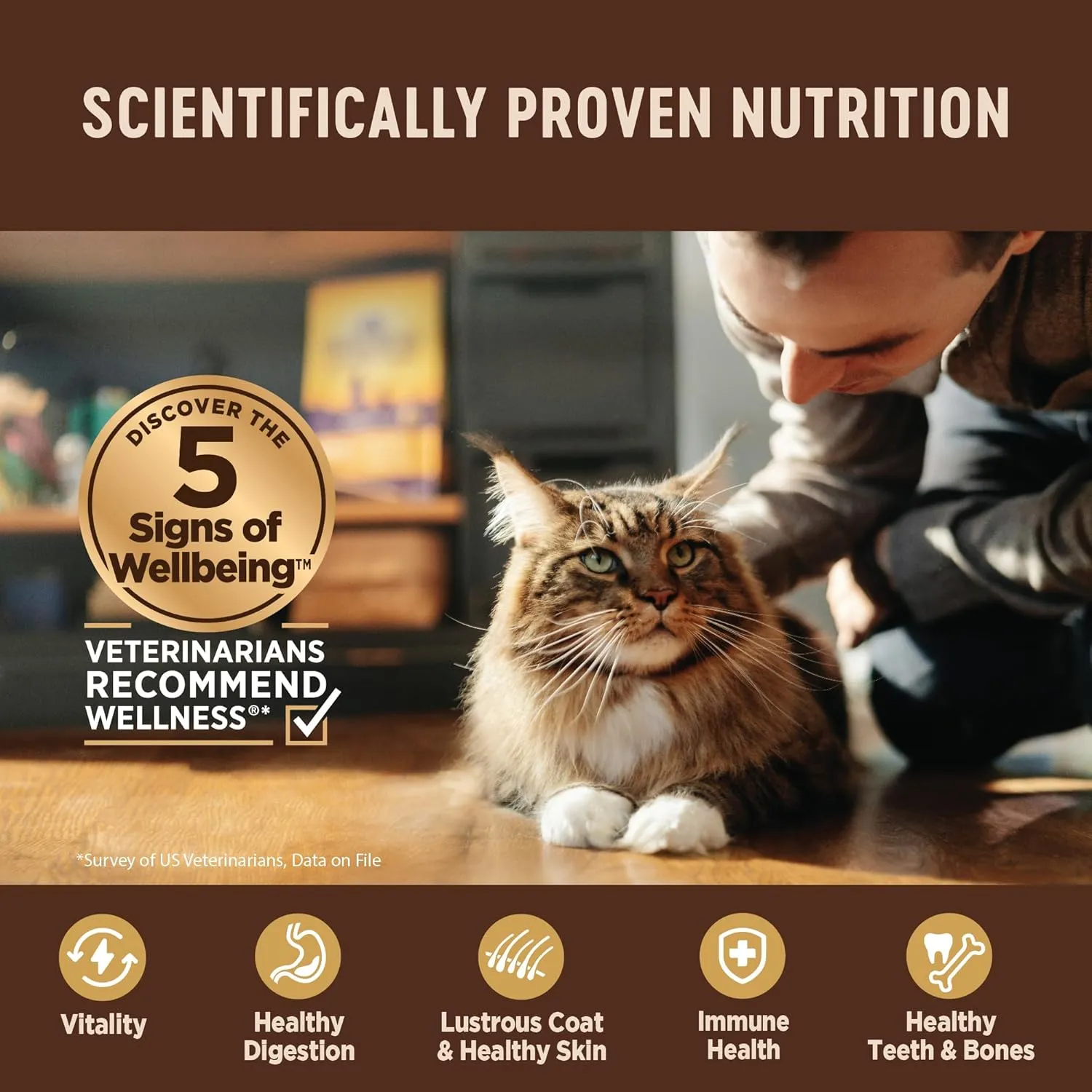 Wellness CORE  Digestive Health Pate Adult Wet Cat Food, Natural, Protein-Rich, Grain Free, 3 Ounce, 12 Pack (Chicken)