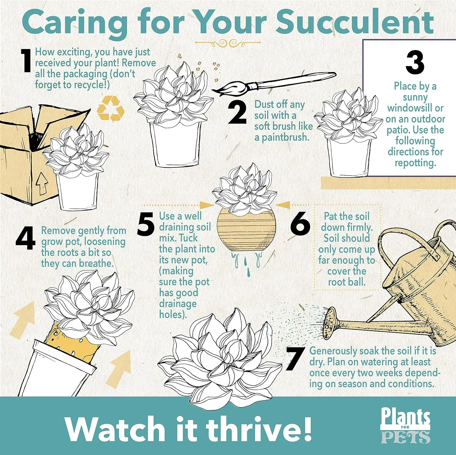 Zigzag Fishbone Cactus Plants Hanging Basket, Epiphyllum Plant, RIC Rac Cactus Plants Live Succulents Plants Live Houseplants, House Plants Indoors Live Indoor House Plants by Plants for Pets