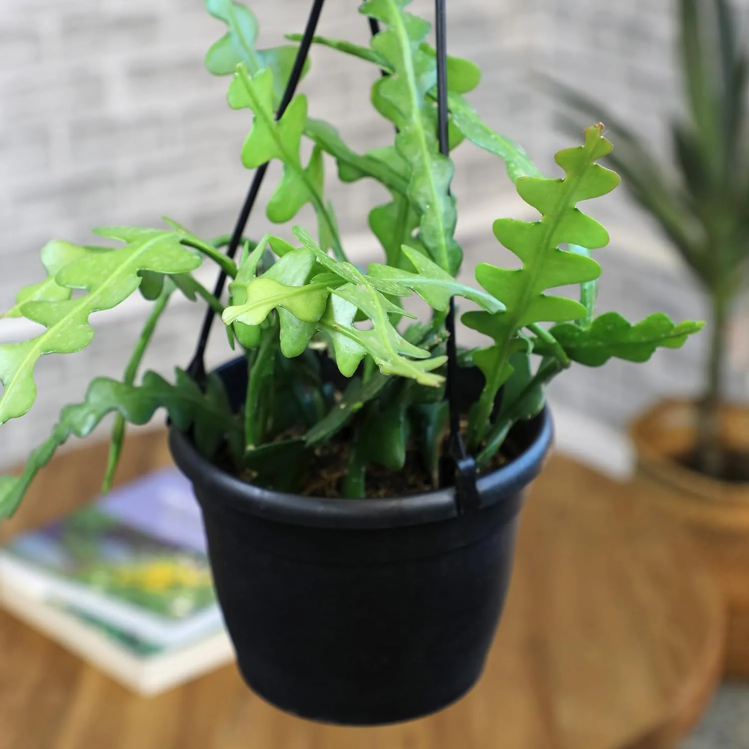 Zigzag Fishbone Cactus Plants Hanging Basket, Epiphyllum Plant, RIC Rac Cactus Plants Live Succulents Plants Live Houseplants, House Plants Indoors Live Indoor House Plants by Plants for Pets