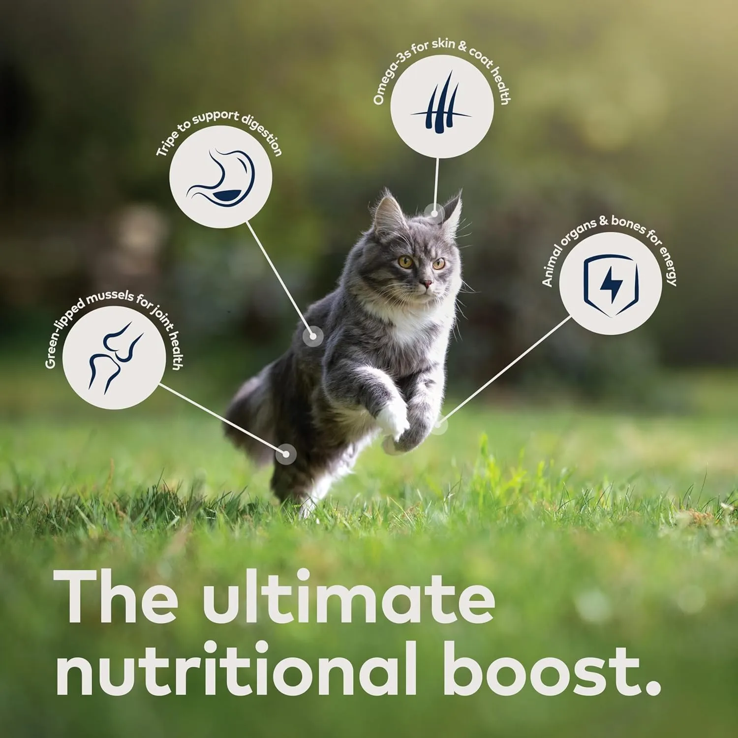 ZIWI Peak Air-Dried Cat Food – Mackerel & Lamb - All Natural, High Protein, Grain Free, Limited Ingredient w/ Superfoods (14oz)